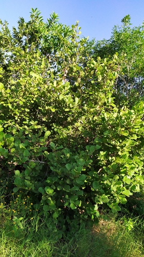 Coccoloba barbadensis (Sea grape) — photo