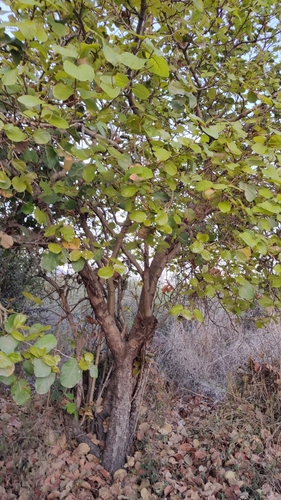 Coccoloba barbadensis (Sea grape) — photo