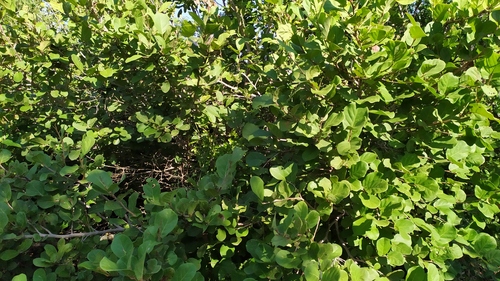 Coccoloba barbadensis