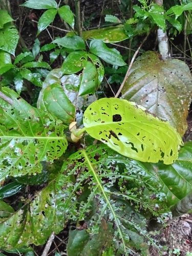 Coccoloba belizensis (Belize seagrape) — photo