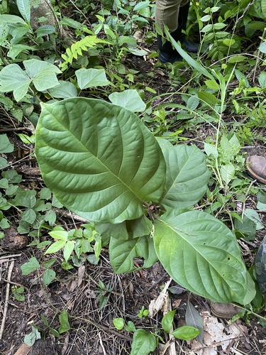 Coccoloba belizensis