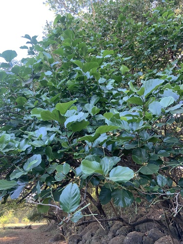 Coccoloba caracasana (Caracas sea grape) — photo