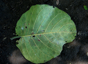 Coccoloba caracasana