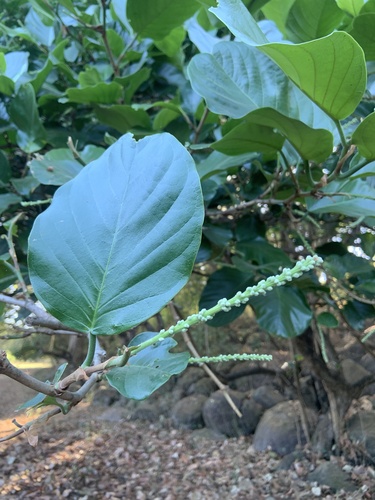 Coccoloba caracasana (Caracas sea grape) — photo