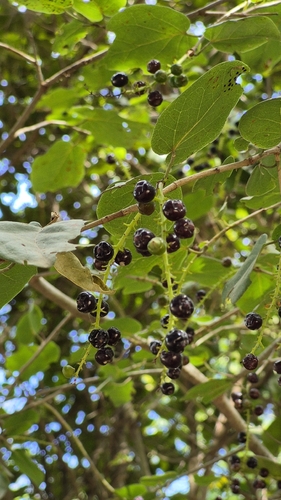 Coccoloba coronata — photo