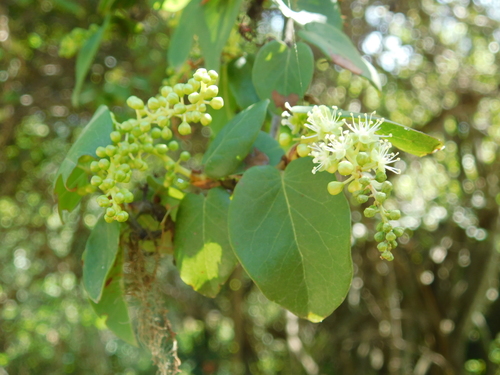 Coccoloba coronata