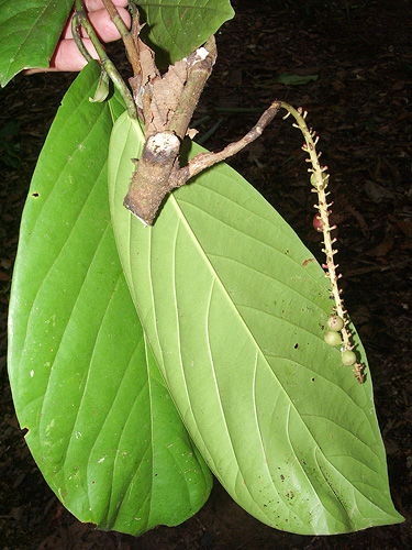 Coccoloba densifrons (Pixuna) — photo