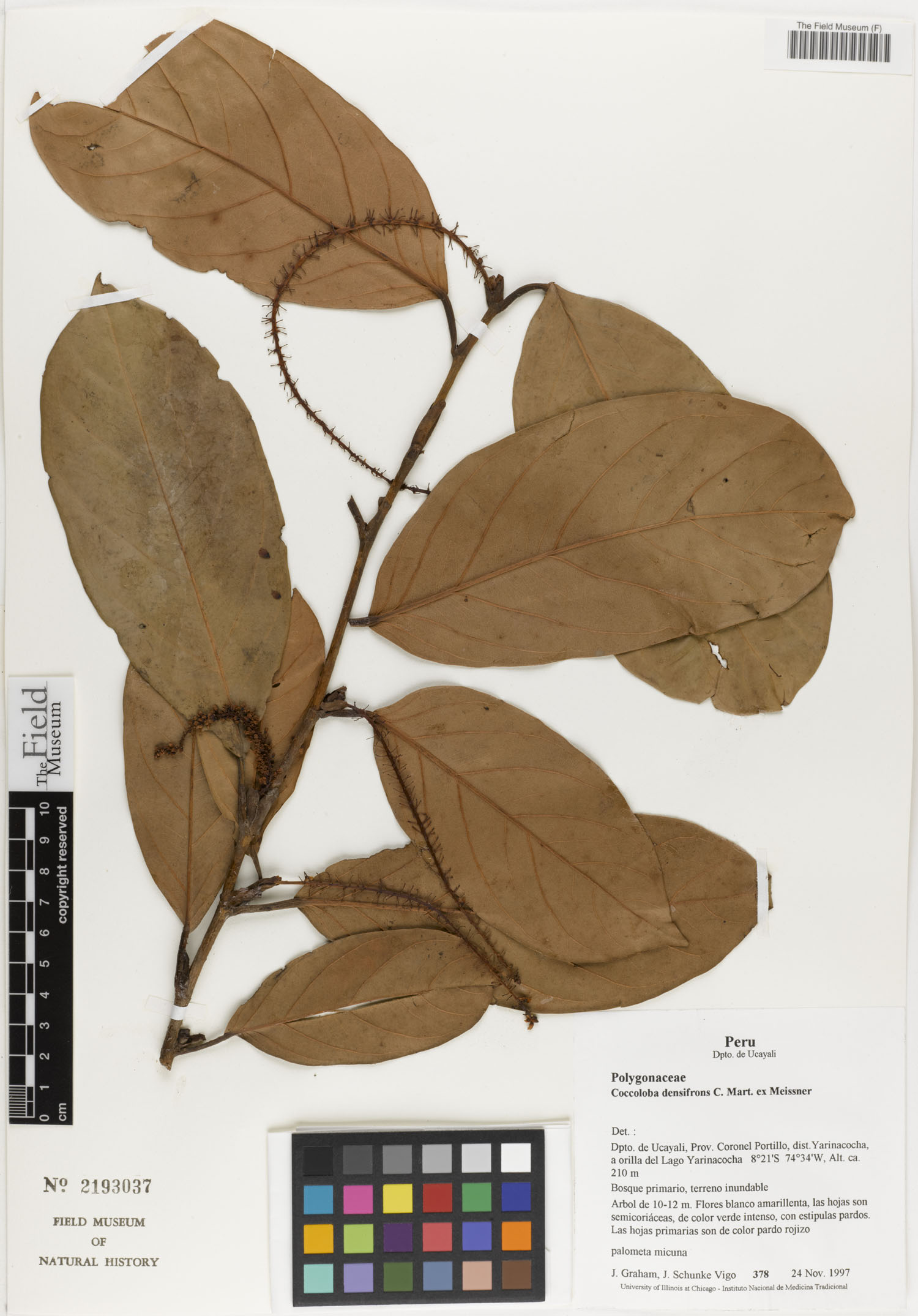 Coccoloba densifrons (Pixuna) — photo