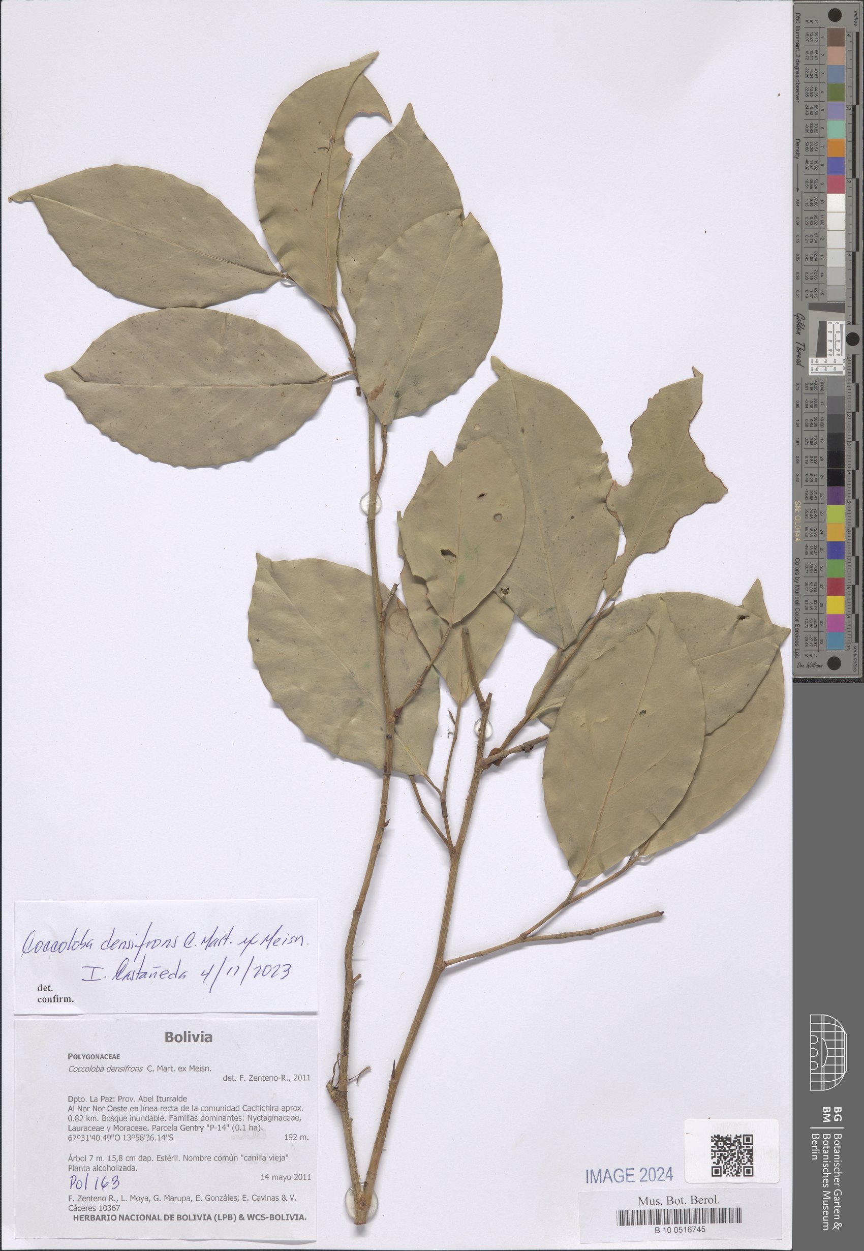 Coccoloba densifrons