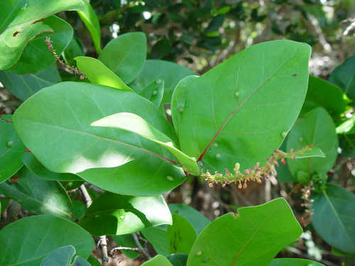 Coccoloba diversifolia (Diverse leaf sea grape) — photo