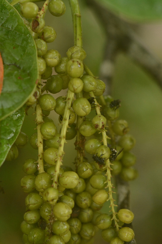 Coccoloba latifolia (Matora) — photo