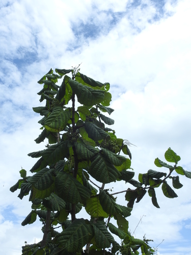 Coccoloba latifolia