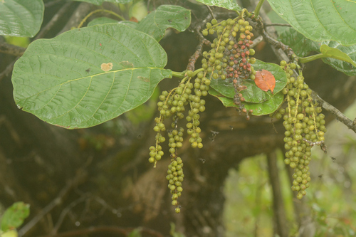 Coccoloba latifolia (Matora) — photo