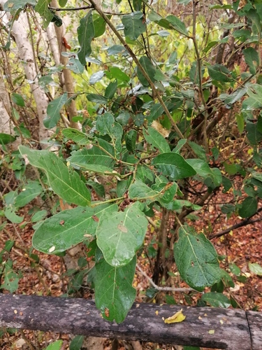 Coccoloba liebmannii — photo
