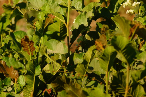 Coccoloba liebmannii