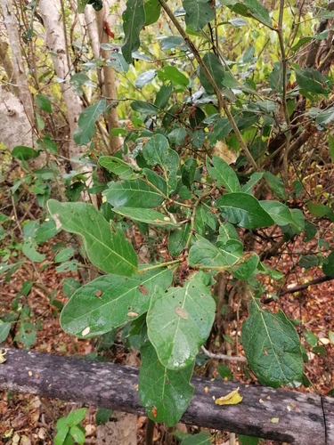 Coccoloba liebmannii — photo