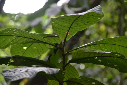Coccoloba manzinellensis (Uvita de parra) — photo