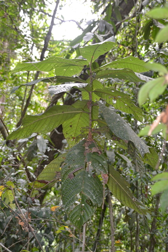 Coccoloba manzinellensis