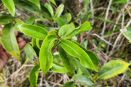 Coccoloba marginata (Margined seagrape) — photo