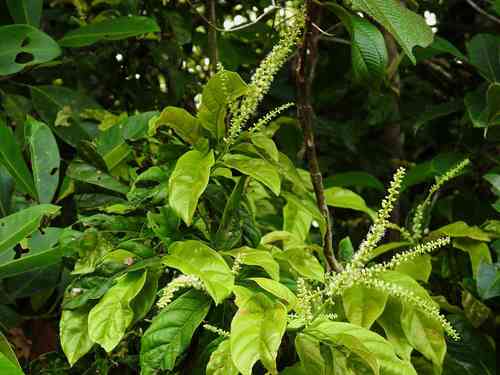 Coccoloba marginata