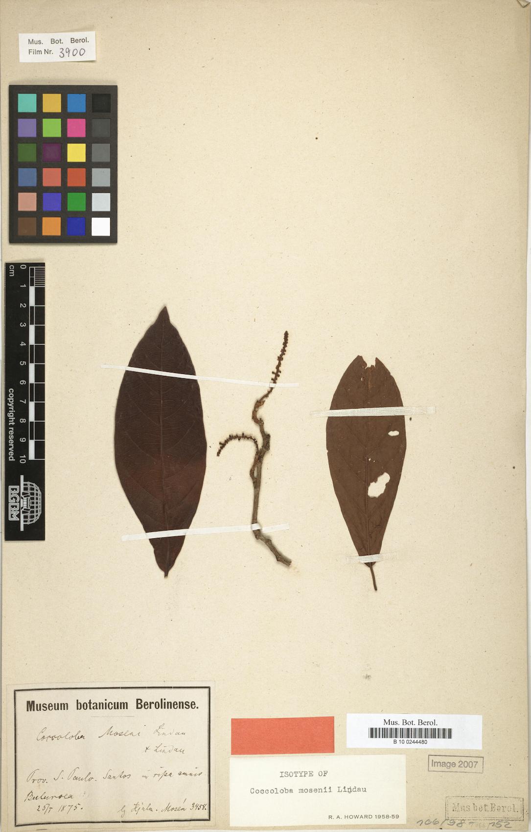 Coccoloba mosenii