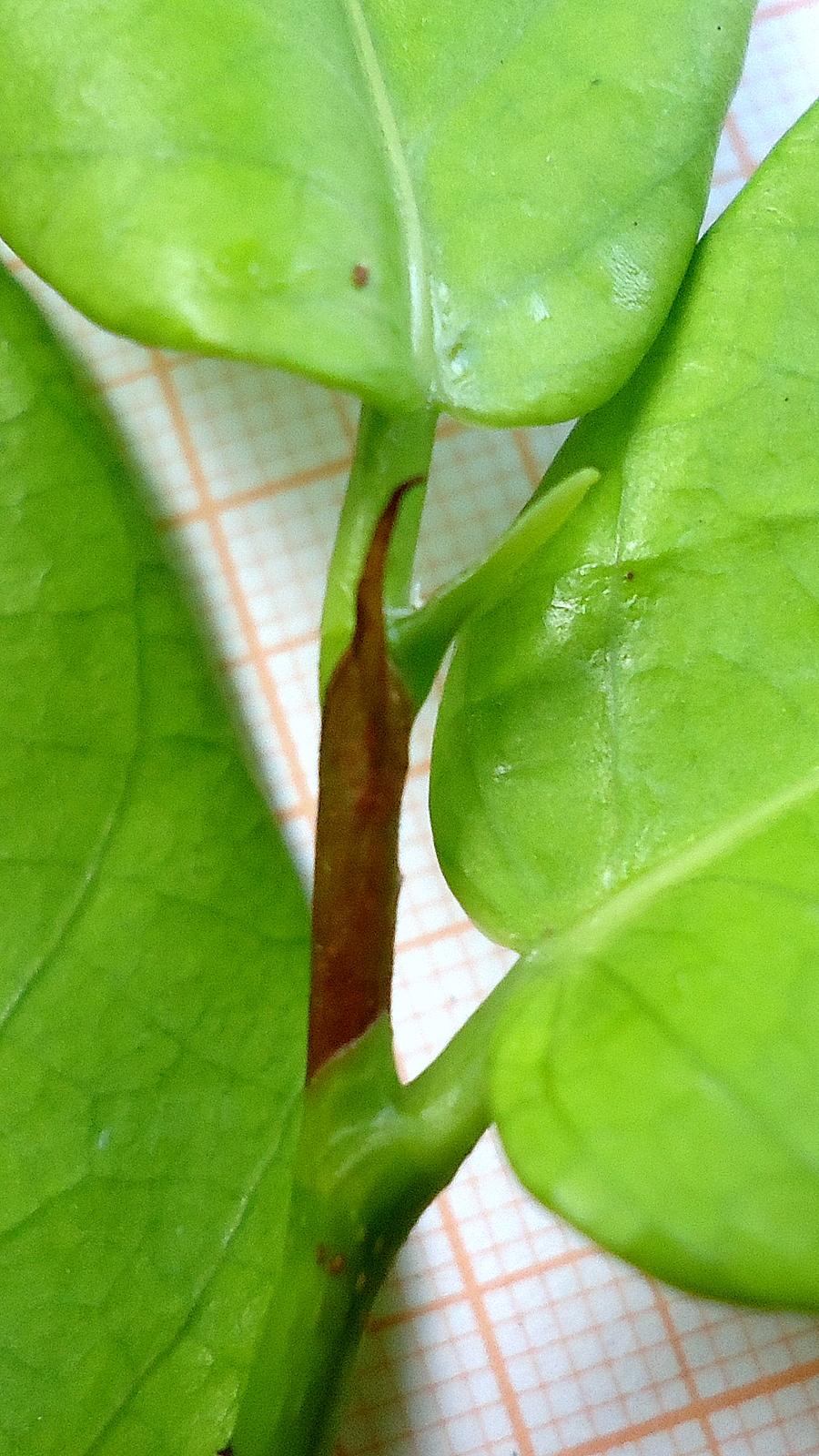 Coccoloba ochreolata (Ocrea seagrape) — photo