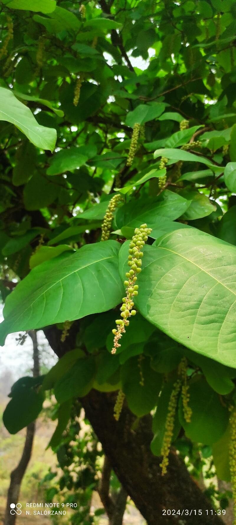 Coccoloba ovata