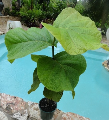 Coccoloba pubescens (Platter-leaf) — photo