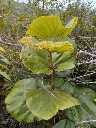 Coccoloba pubescens (Platter-leaf) — photo