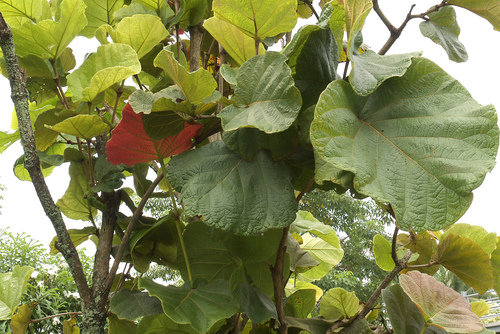 Coccoloba pubescens
