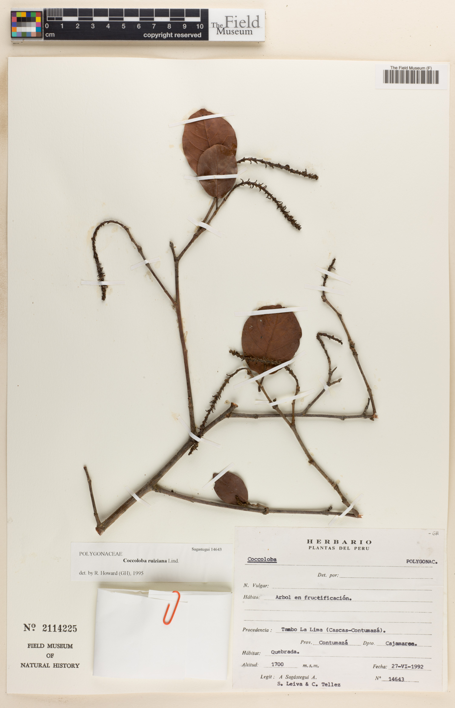 Coccoloba ruiziana (Analque pampero) — photo