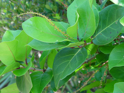Coccoloba uvifera (Sea grape) — photo