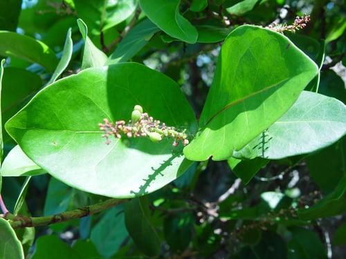 Coccoloba uvifera
