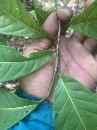 Coccoloba venosa (Calambre–a) — photo