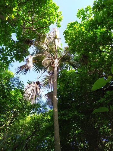 Coccothrinax barbadensis (Silver thatch) — photo