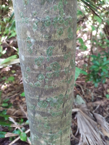Coccothrinax barbadensis (Silver thatch) — photo