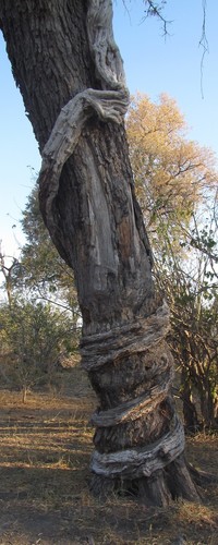 Cocculus hirsutus (Python climber) — photo