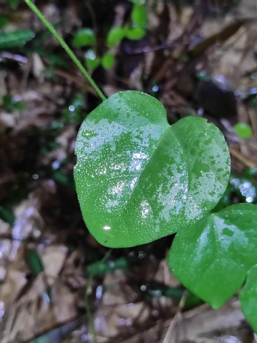 Cocculus orbiculatus (Queen coralbead) — photo