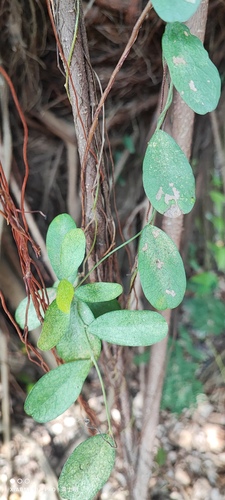 Cocculus orbiculatus (Queen coralbead) — photo