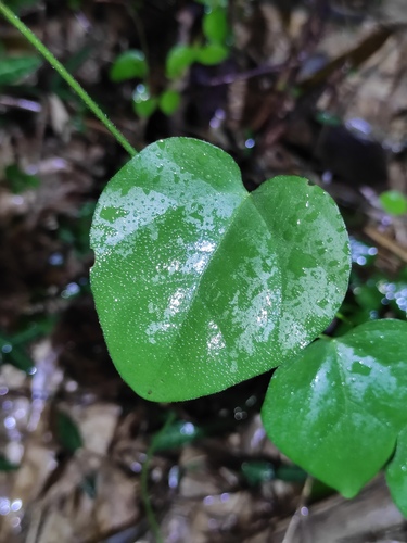 Cocculus orbiculatus