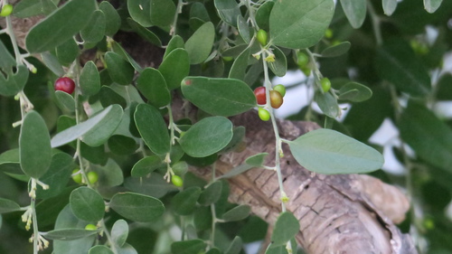 Cocculus pendulus — photo
