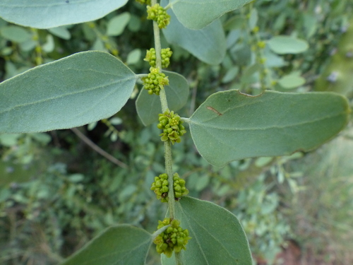 Cocculus pendulus