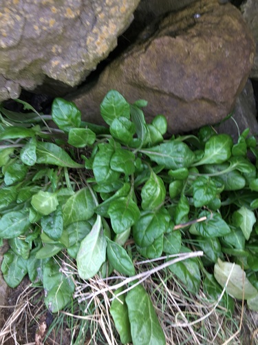 Cochlearia anglica (Long leafed scurvy grass) — photo