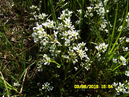 Cochlearia anglica (Long leafed scurvy grass) — photo
