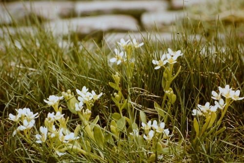 Cochlearia anglica
