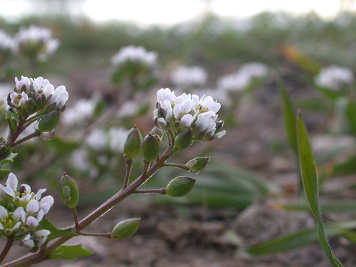 Cochlearia danica (Danish scurvy grass) — photo