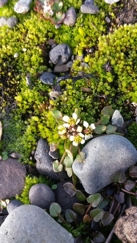 Cochlearia groenlandica (Scurby-grass) — photo