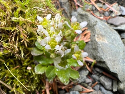 Cochlearia groenlandica