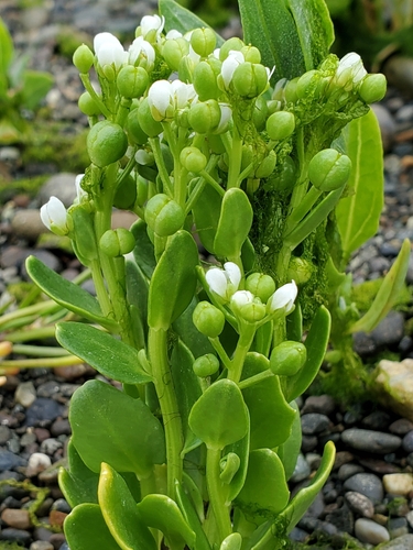 Cochlearia oblongifolia — photo