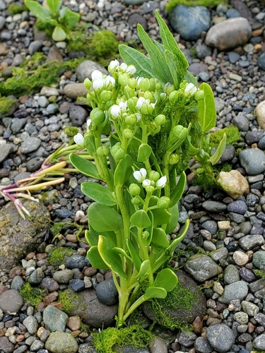 Cochlearia oblongifolia — photo